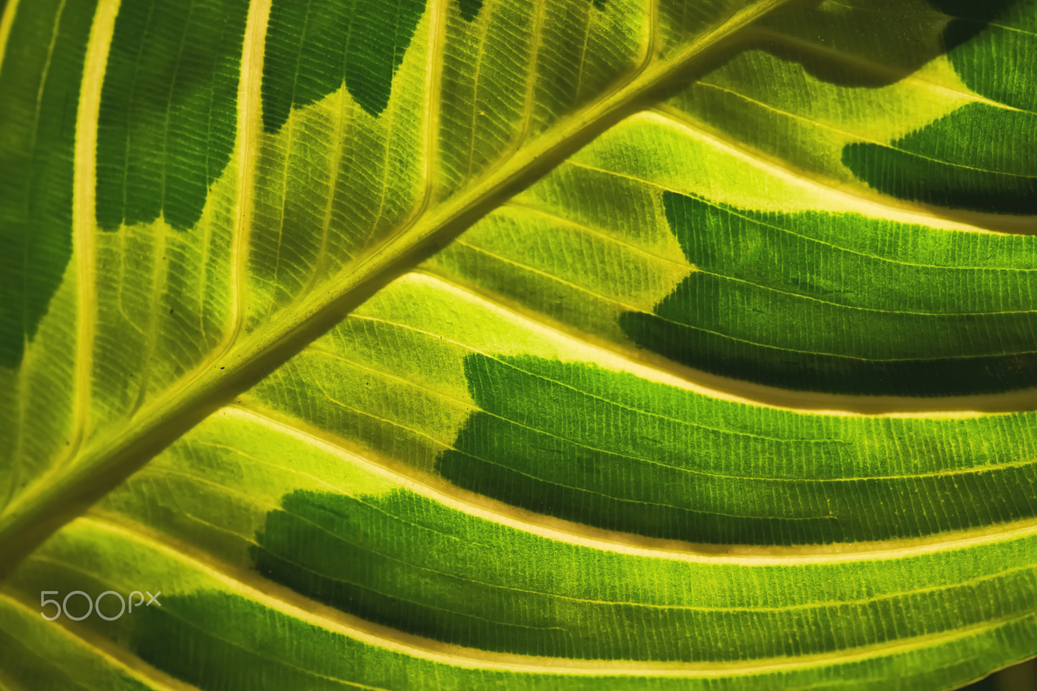 Close-up of a beautiful textured maranta leaf.