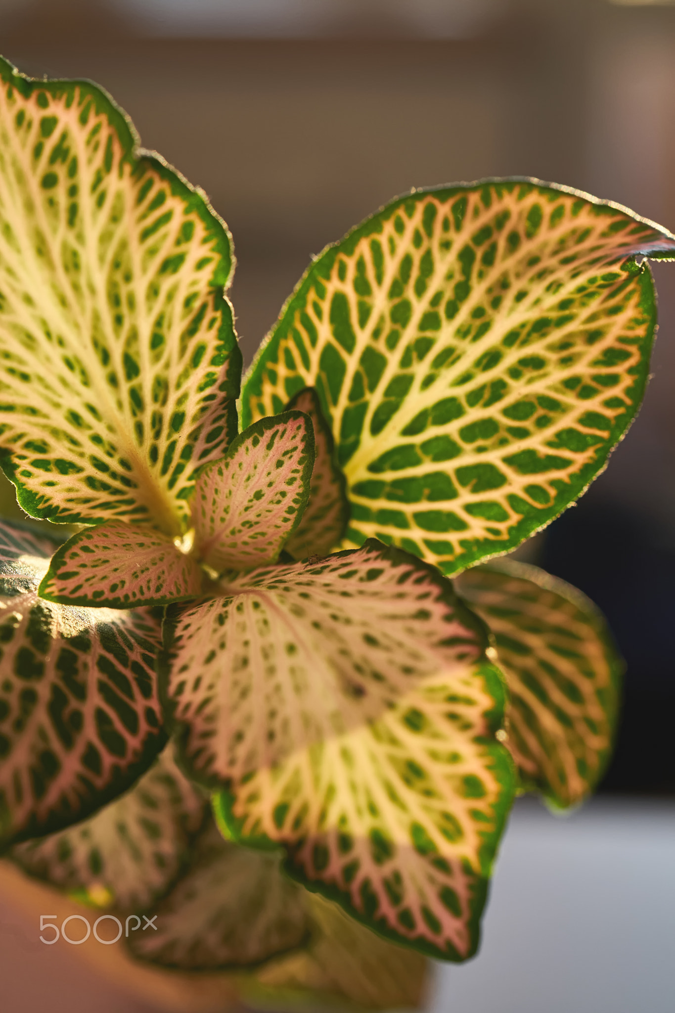 Close-up of a beautiful textured fittonia leaf.