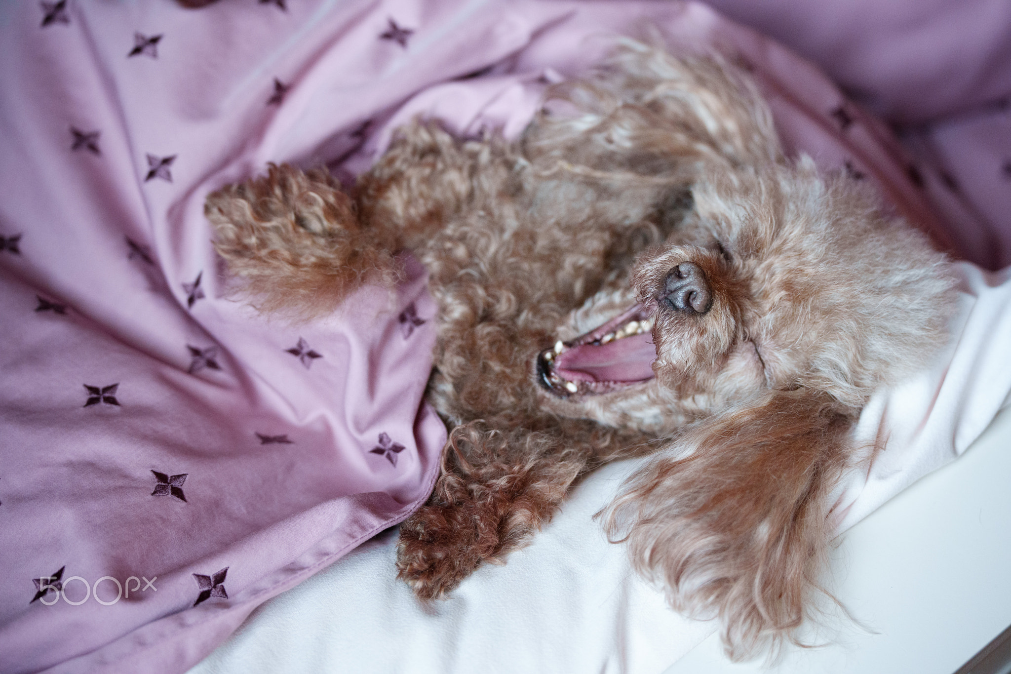 a small dog of that poodle breed is lying on the bed, a cute pet in the bedroom