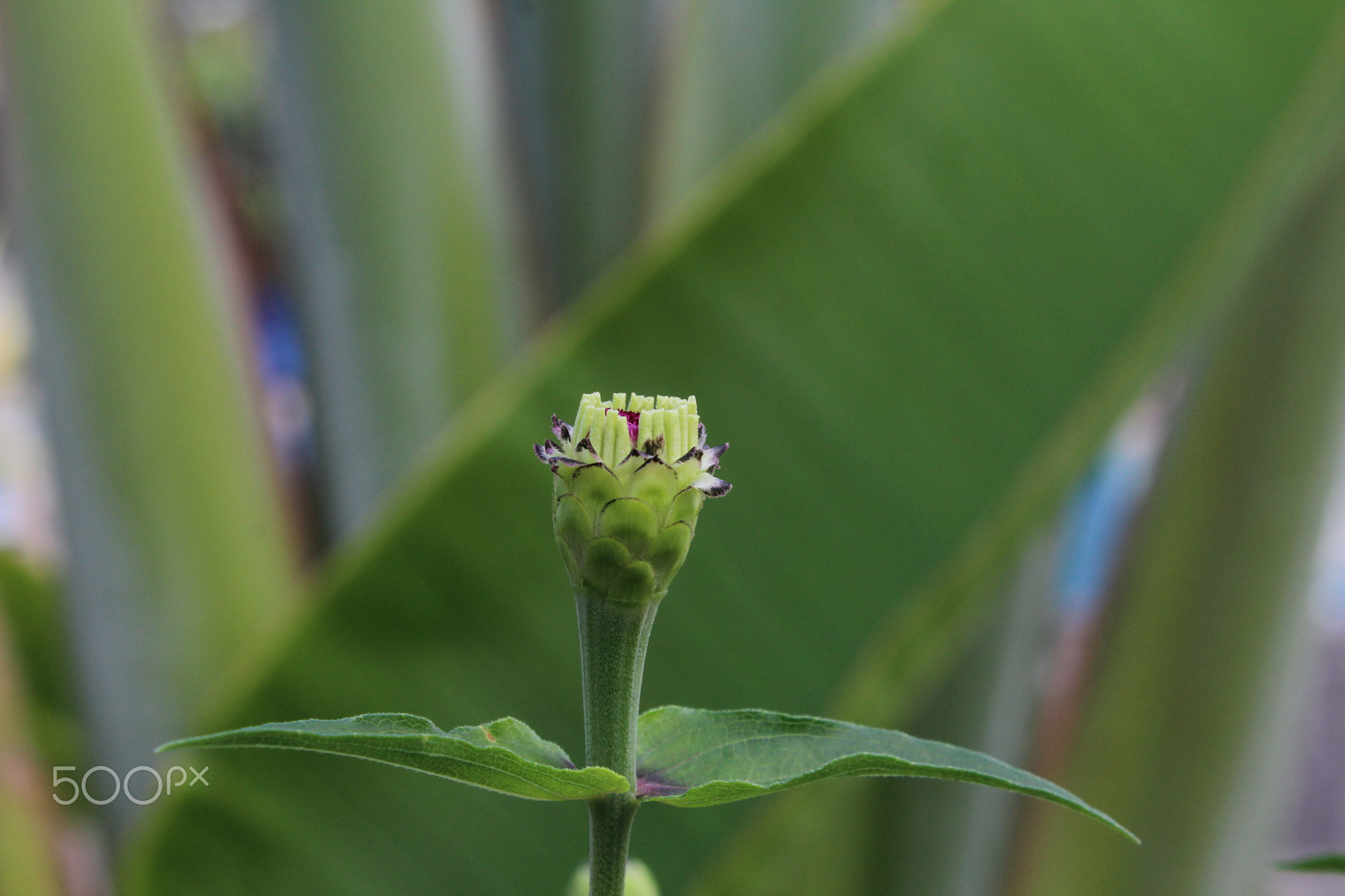 Close-up of green plant