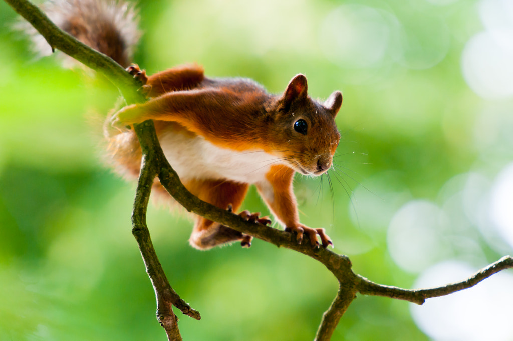 Are u ready? by Peter Åhnberg on 500px.com