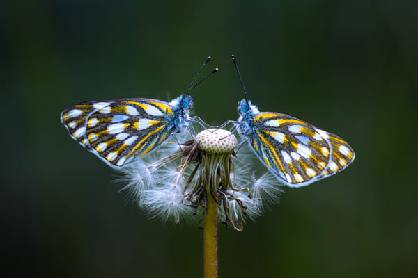 Close-up of butterfly on flower by SEPALAMI PHALOANE on 500px.com