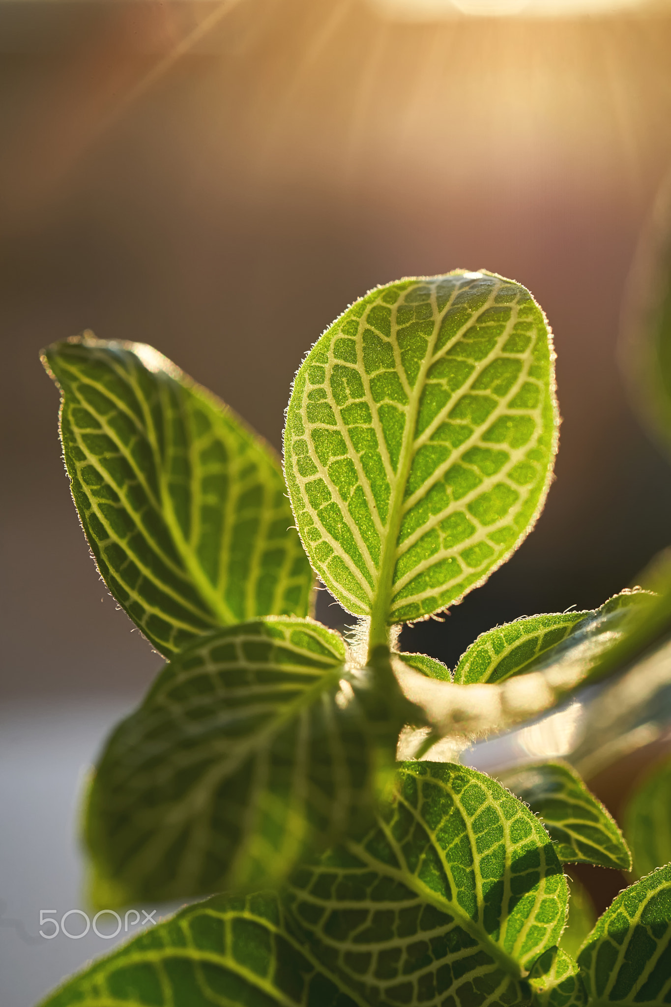 Close-up of a beautiful textured fittonia leaf.