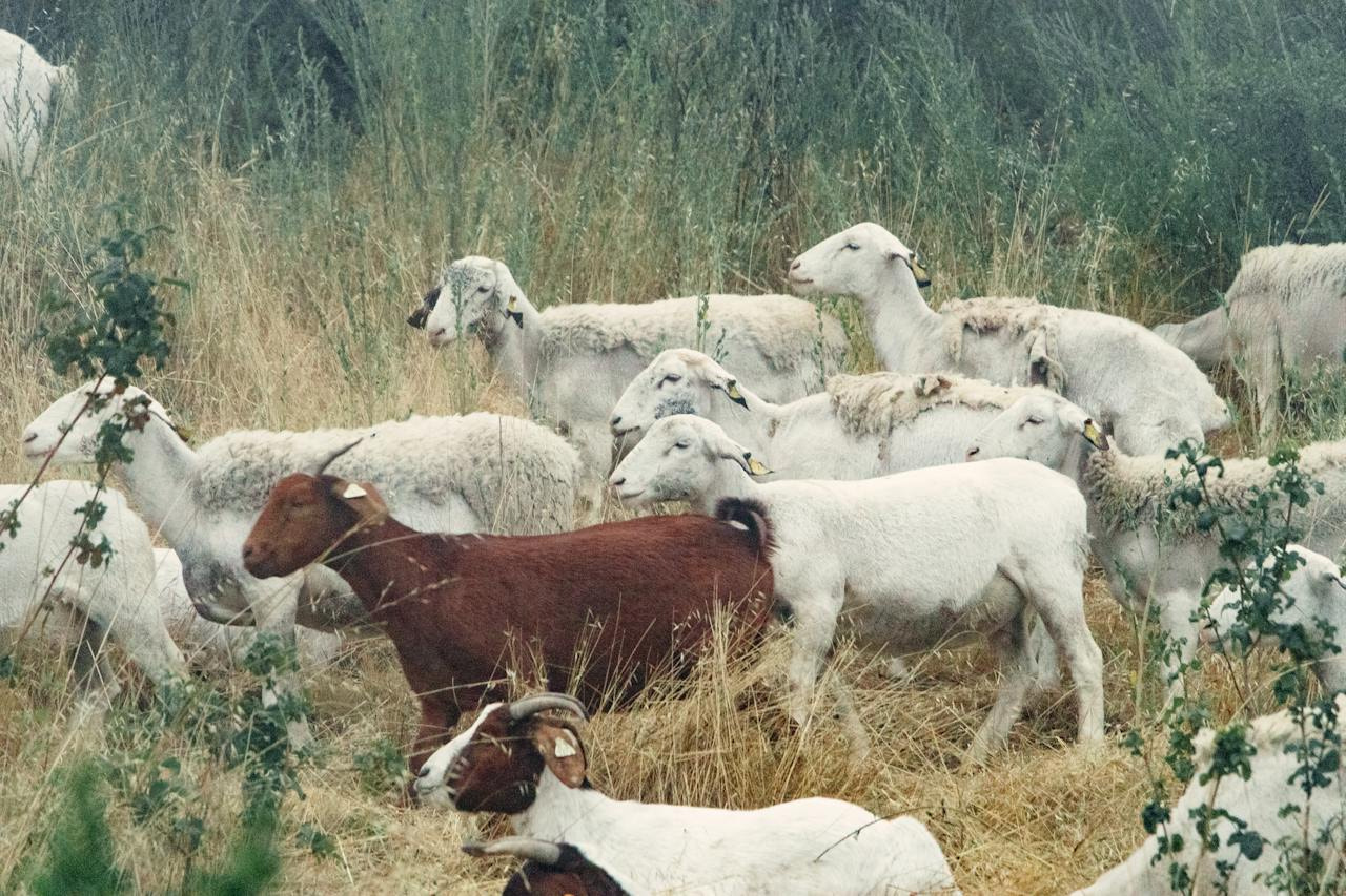 The Road to Raising: A Comprehensive Guide to Goat Farming