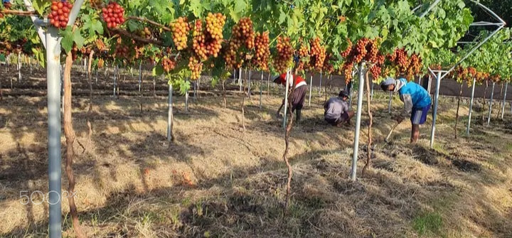 grape farming  ￼  ￼