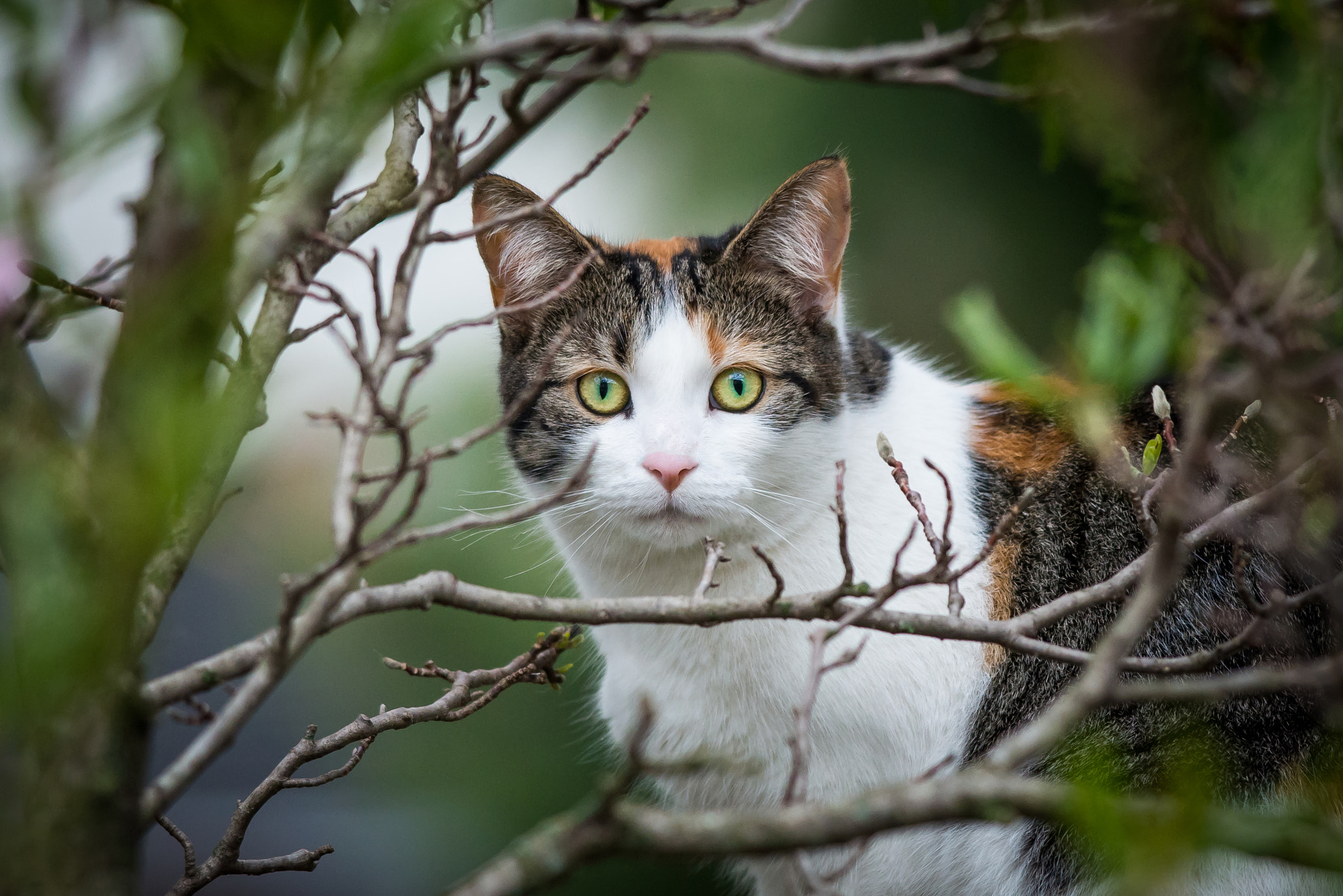 Cat in the Trees by Justin Lo - Photo 108398459 / 500px