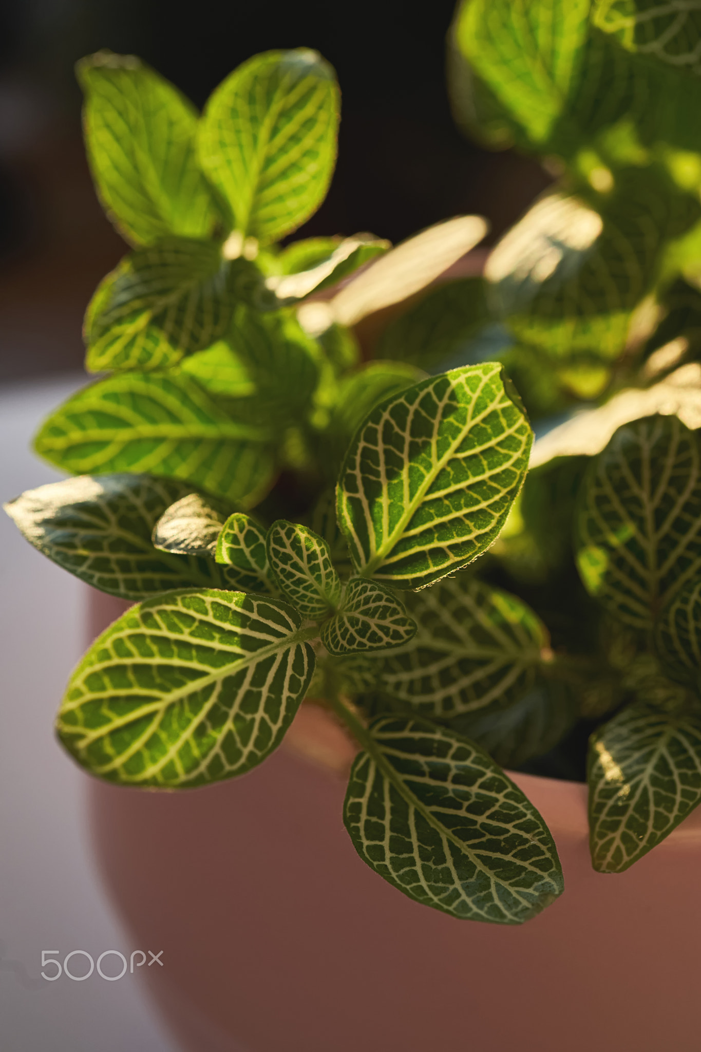 Close-up of a beautiful textured fittonia leaf.