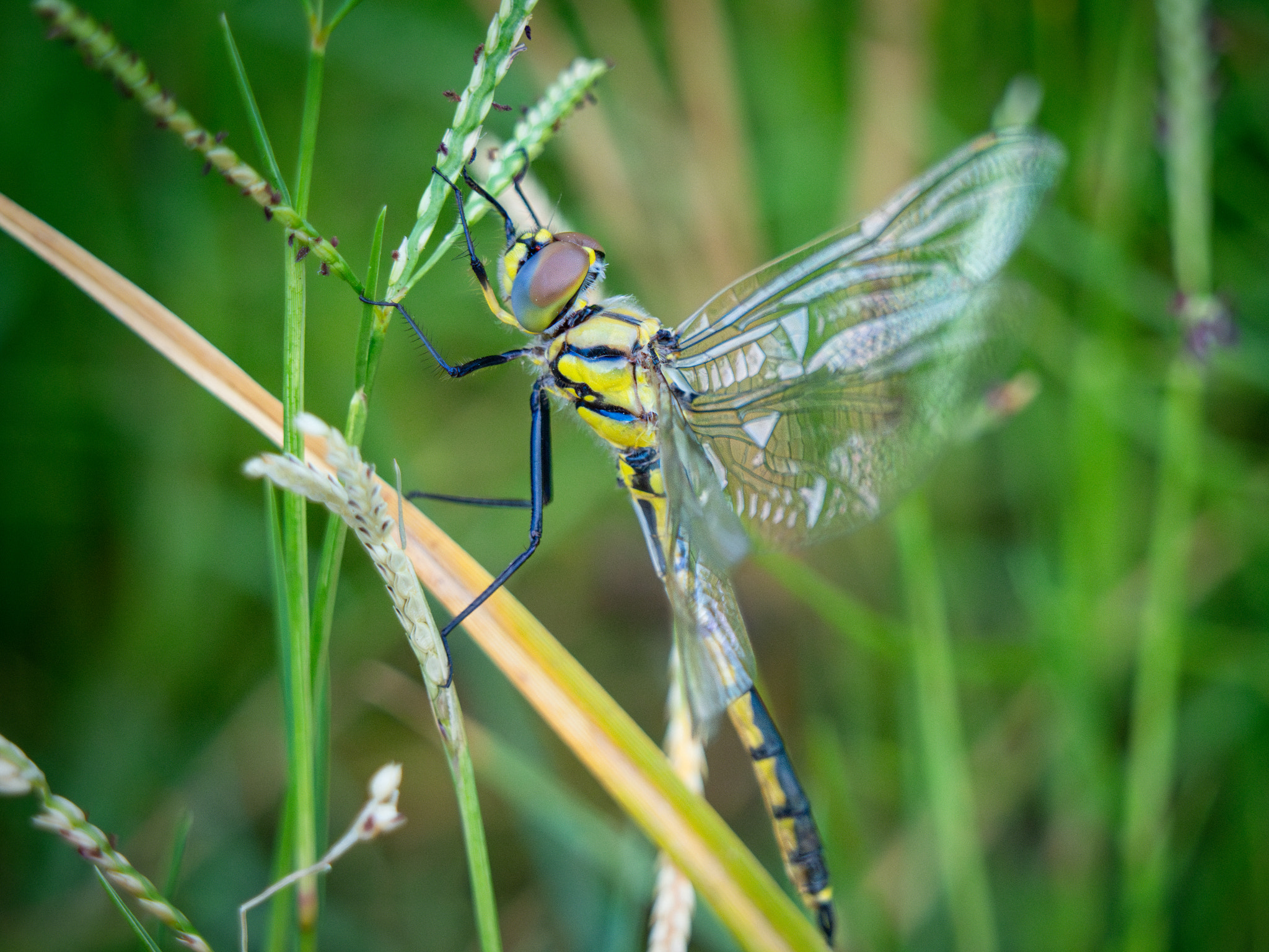 Australian Duskhawker by Paul Amyes on 500px.com