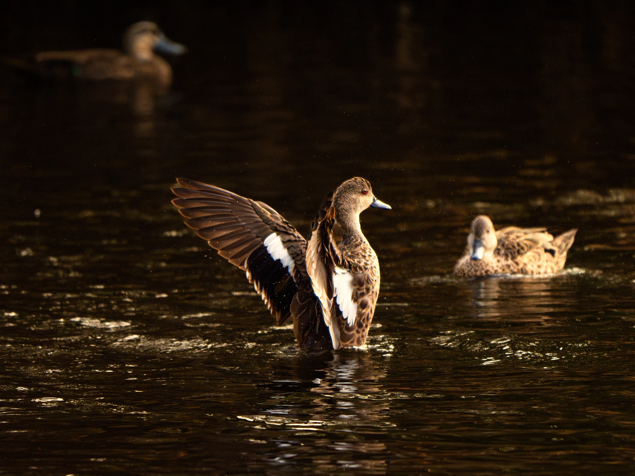 Ngoonan by Paul Amyes on 500px.com