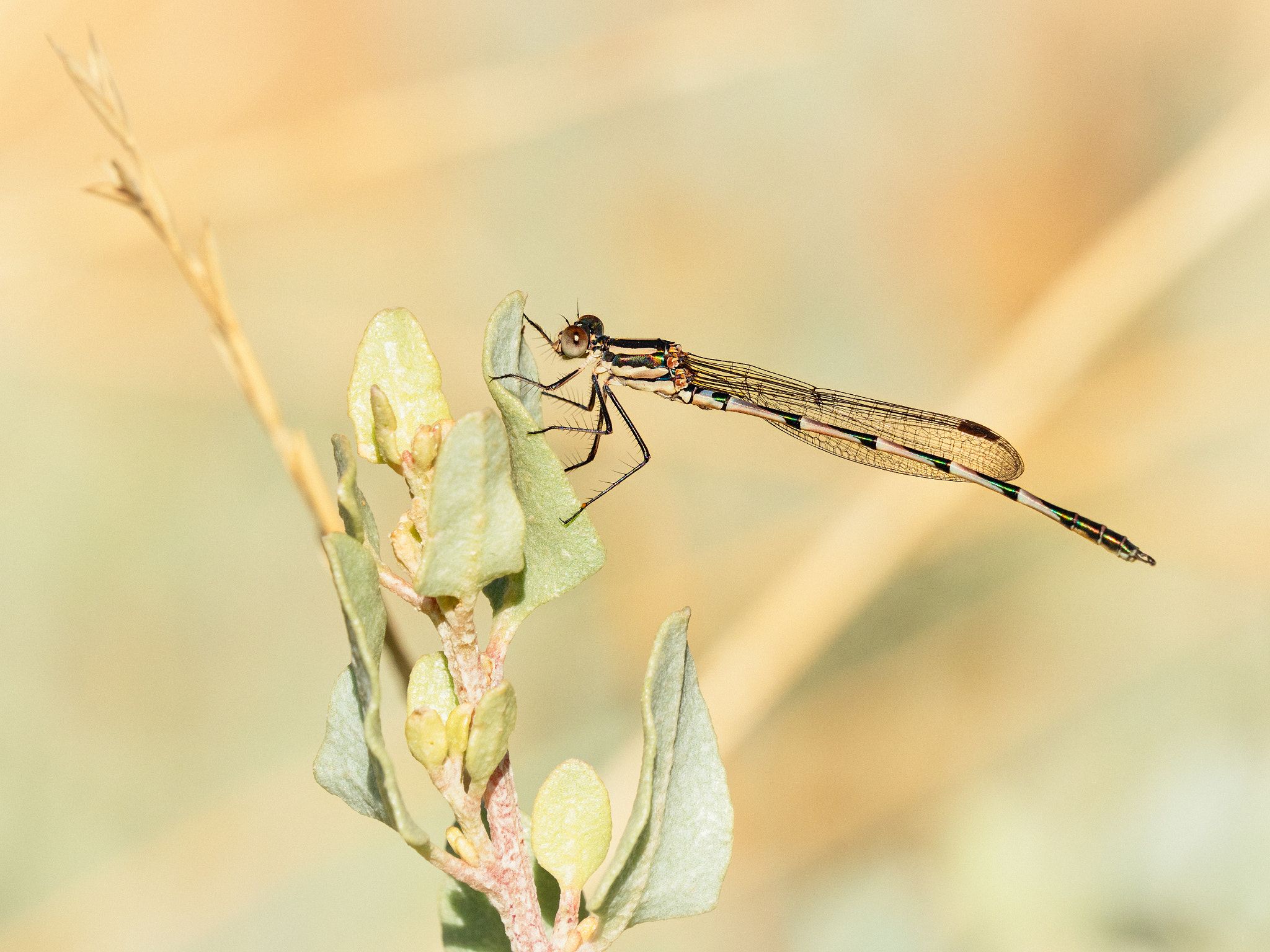 Slender Ringtail by Paul Amyes on 500px.com