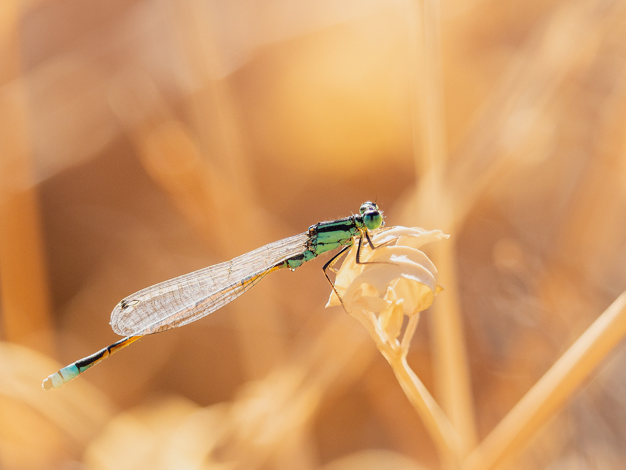 Aurora Bluetail by Paul Amyes on 500px.com