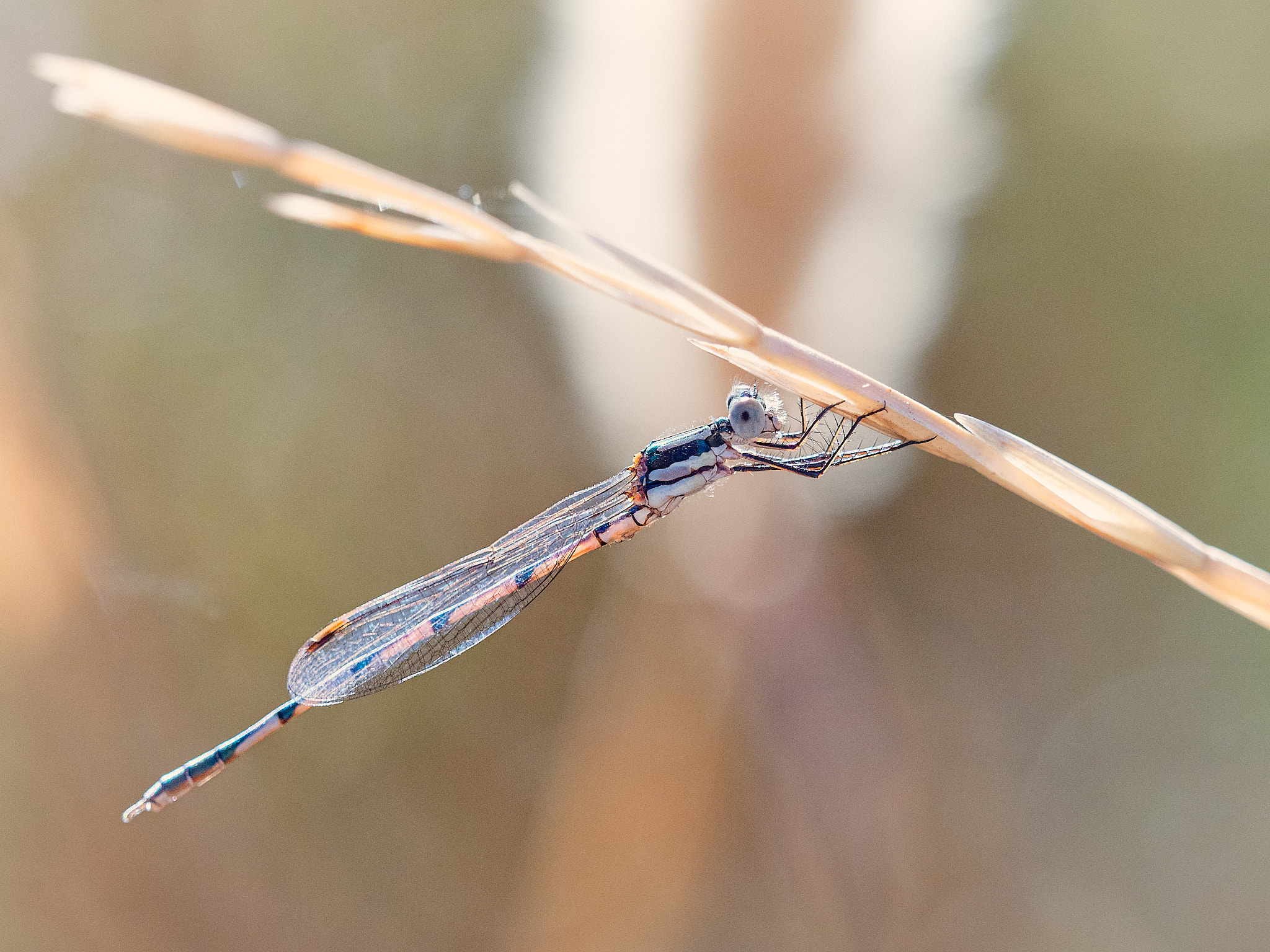 Inland Ringtail by Paul Amyes on 500px.com