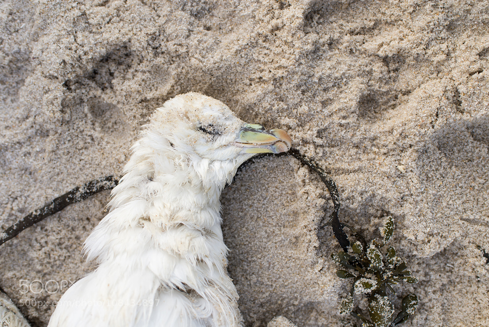 Nikon D600 sample photo. Dead northern fulmar, fulmarus photography