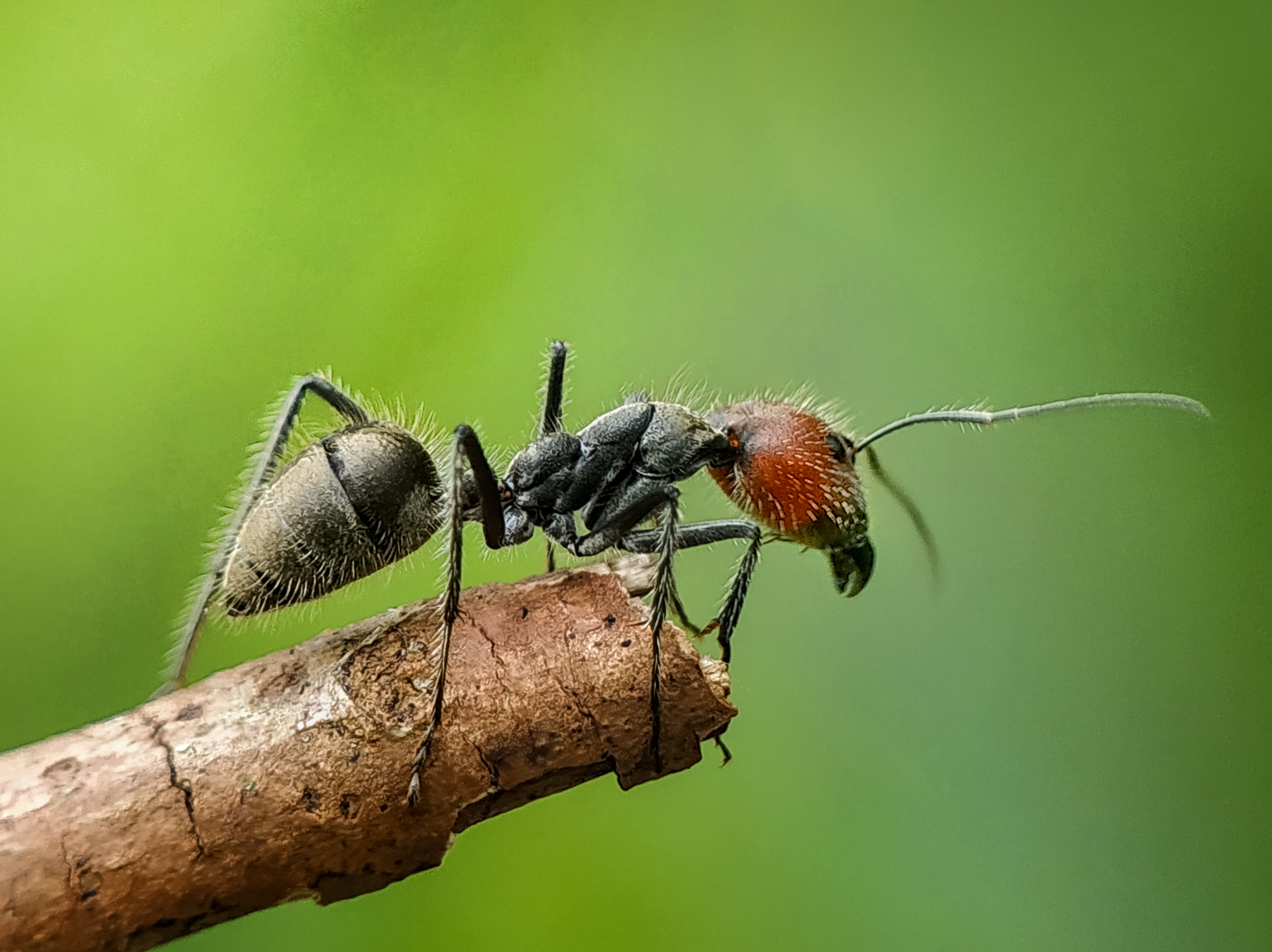 Close-up of insects on plant stem