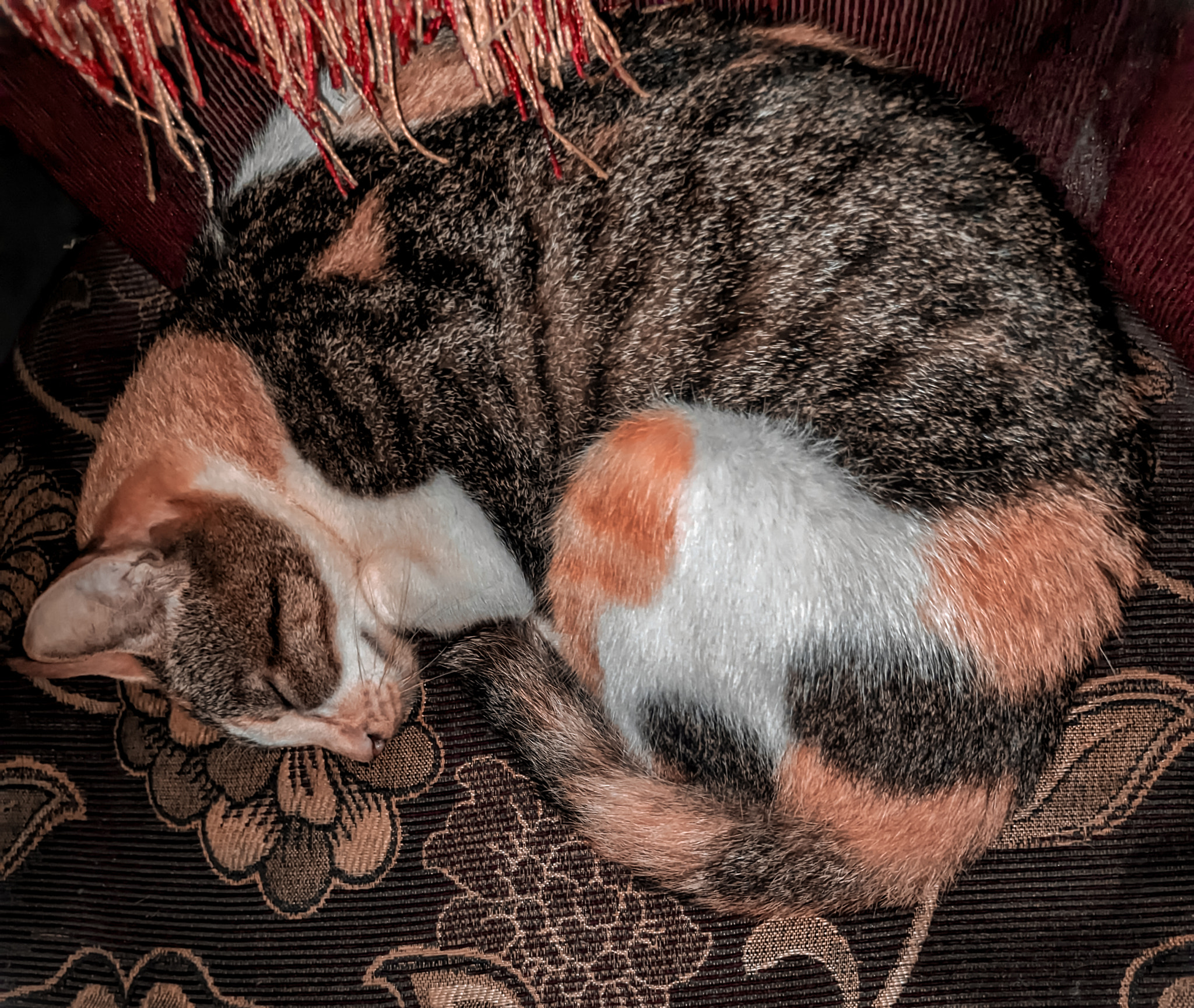 Photo of a cat sleeping on the sofa