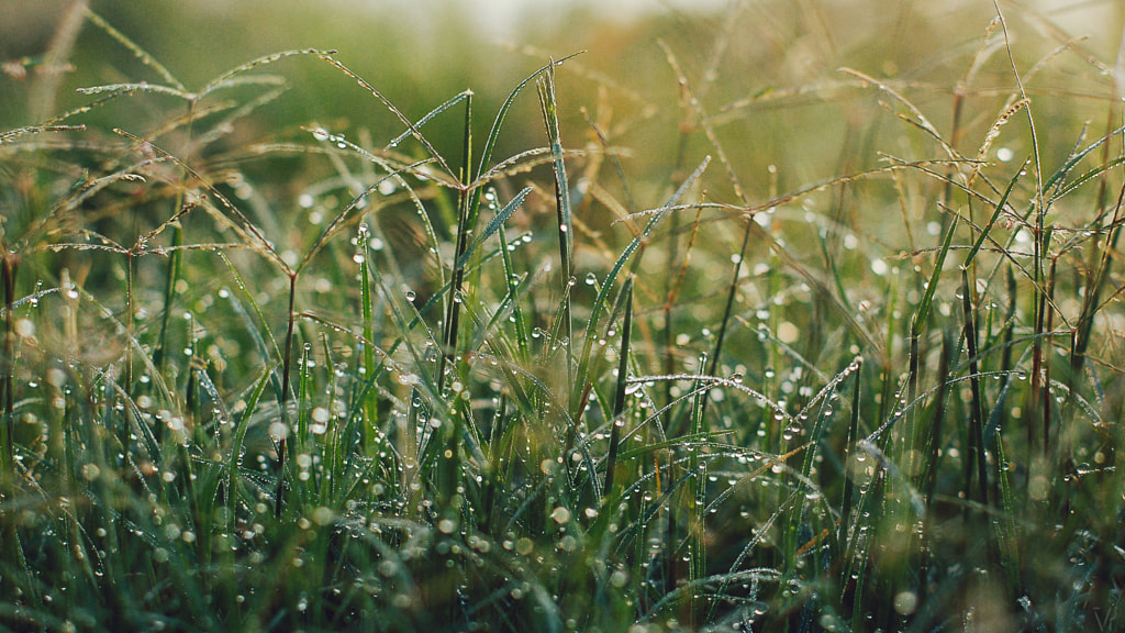 fresh morning by Pham Quang Vu on 500px.com