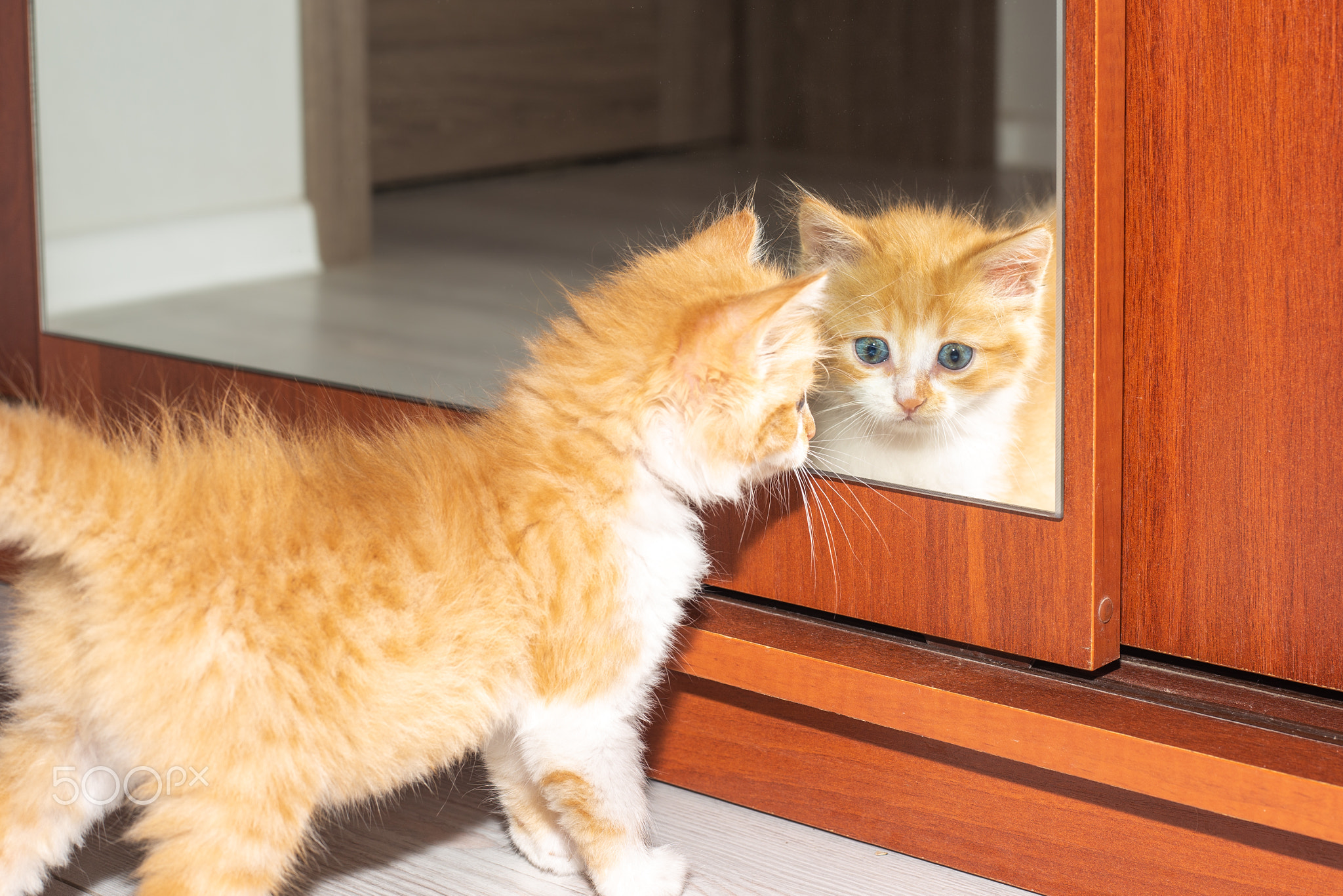 A small red kitten looks in the mirror in the closet. Raising pets