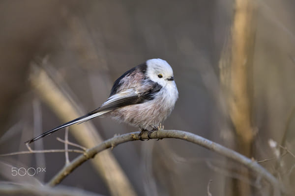 Birds of Vienna - Long-tailed tit (Schwanzmeise) by Johannes Mayer on 500px.com