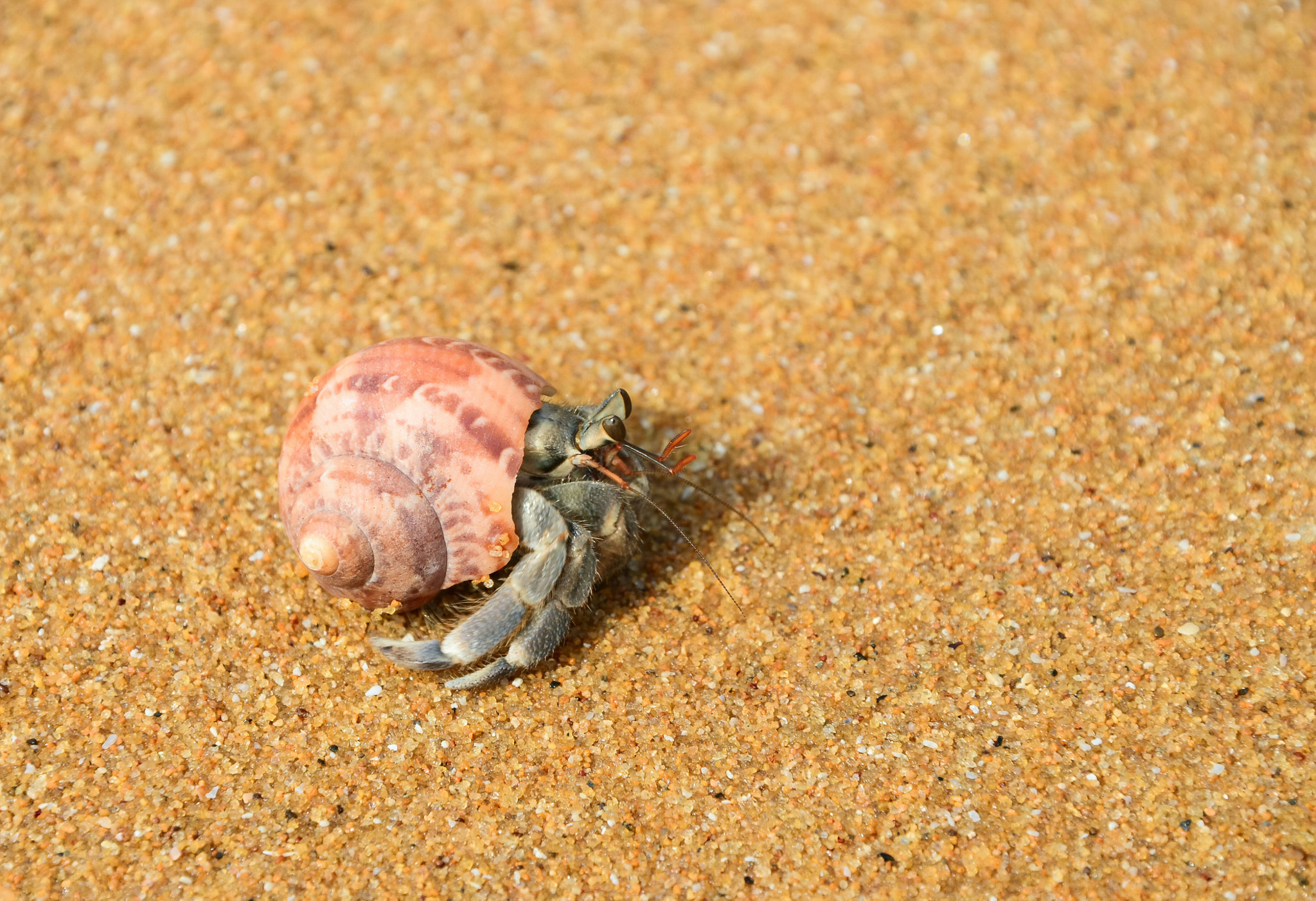 Hermit Crab on a Sunny Beach