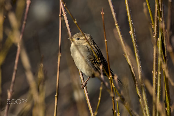 Birds of Vienna - House sparrow Female (Haussperling Weibchen) by Johannes Mayer on 500px.com