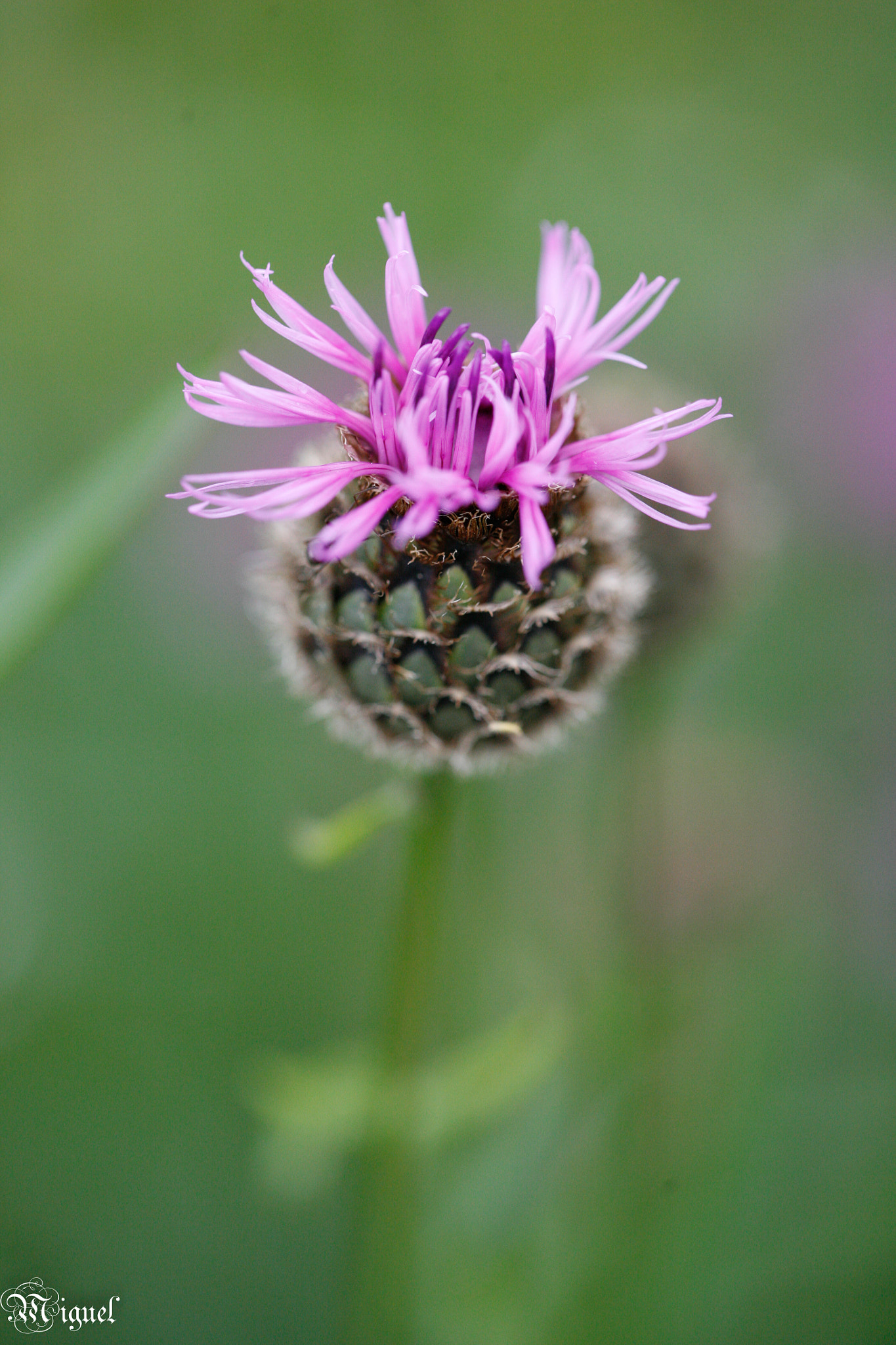 Canon EOS 5D + Canon EF 100mm F2.8L Macro IS USM sample photo