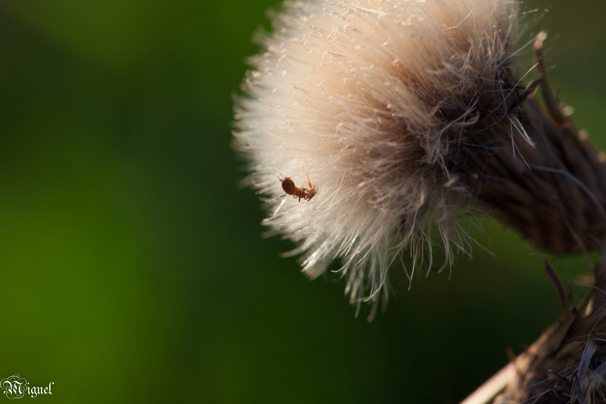 Canon EF 180mm F3.5L Macro USM sample photo