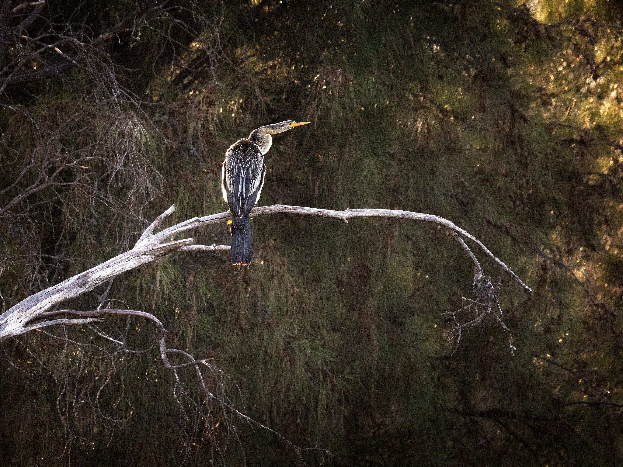 Mimal by Paul Amyes on 500px.com