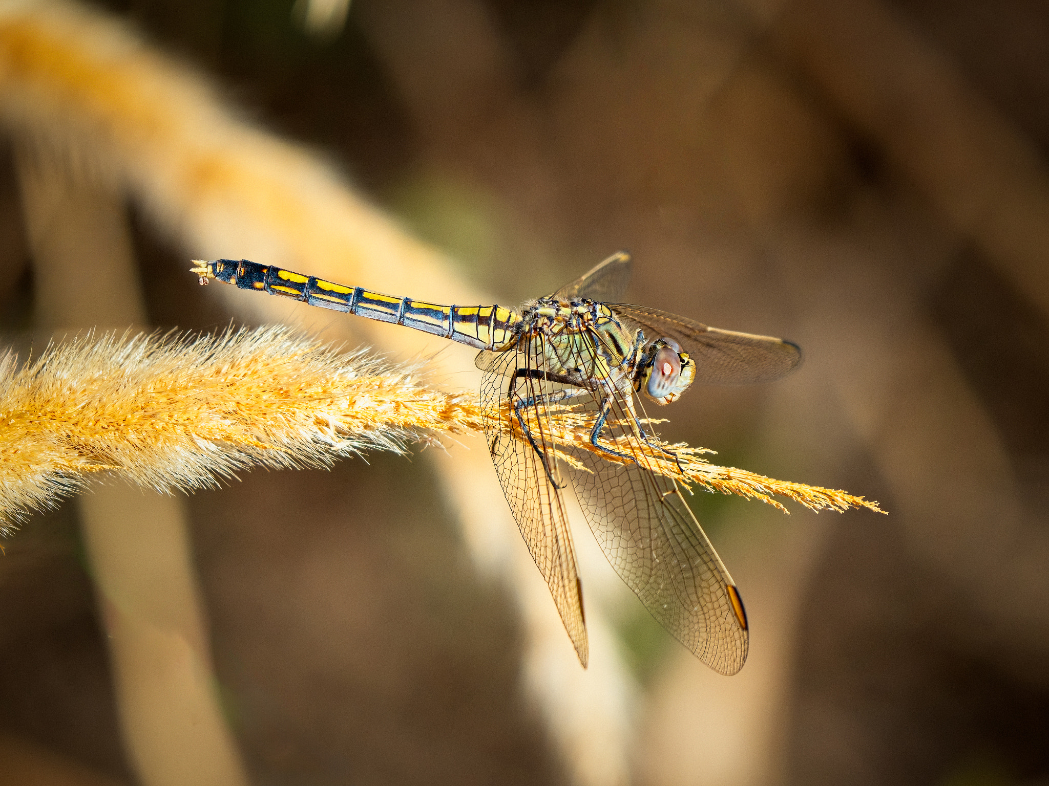 Western Inland Hunter by Paul Amyes on 500px.com