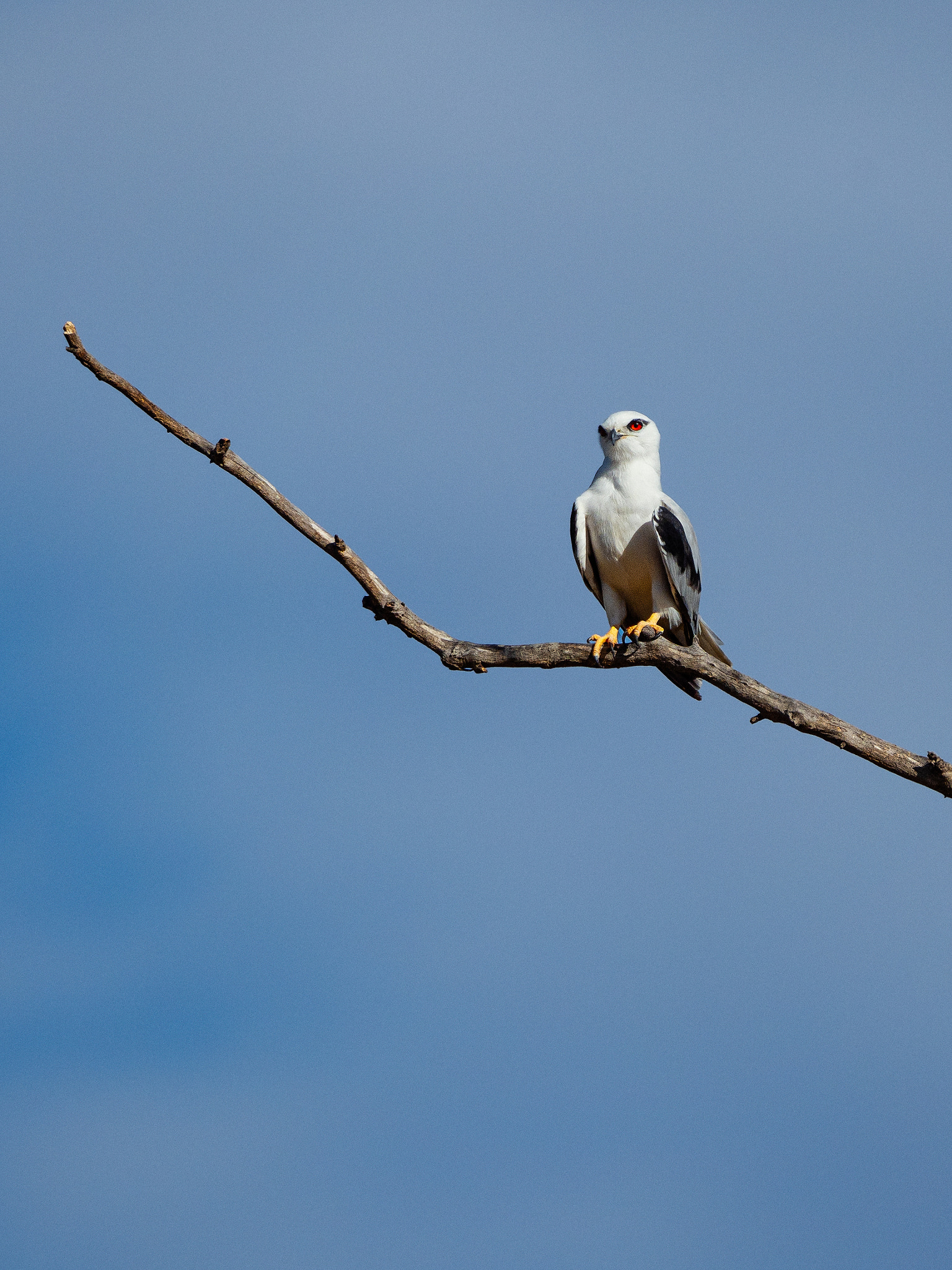 Black Shouldered Kite by Paul Amyes on 500px.com