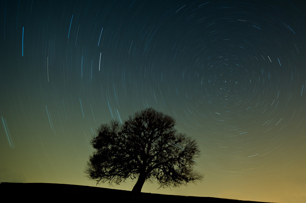 Chequer Tree by Jakob Mayer on 500px.com