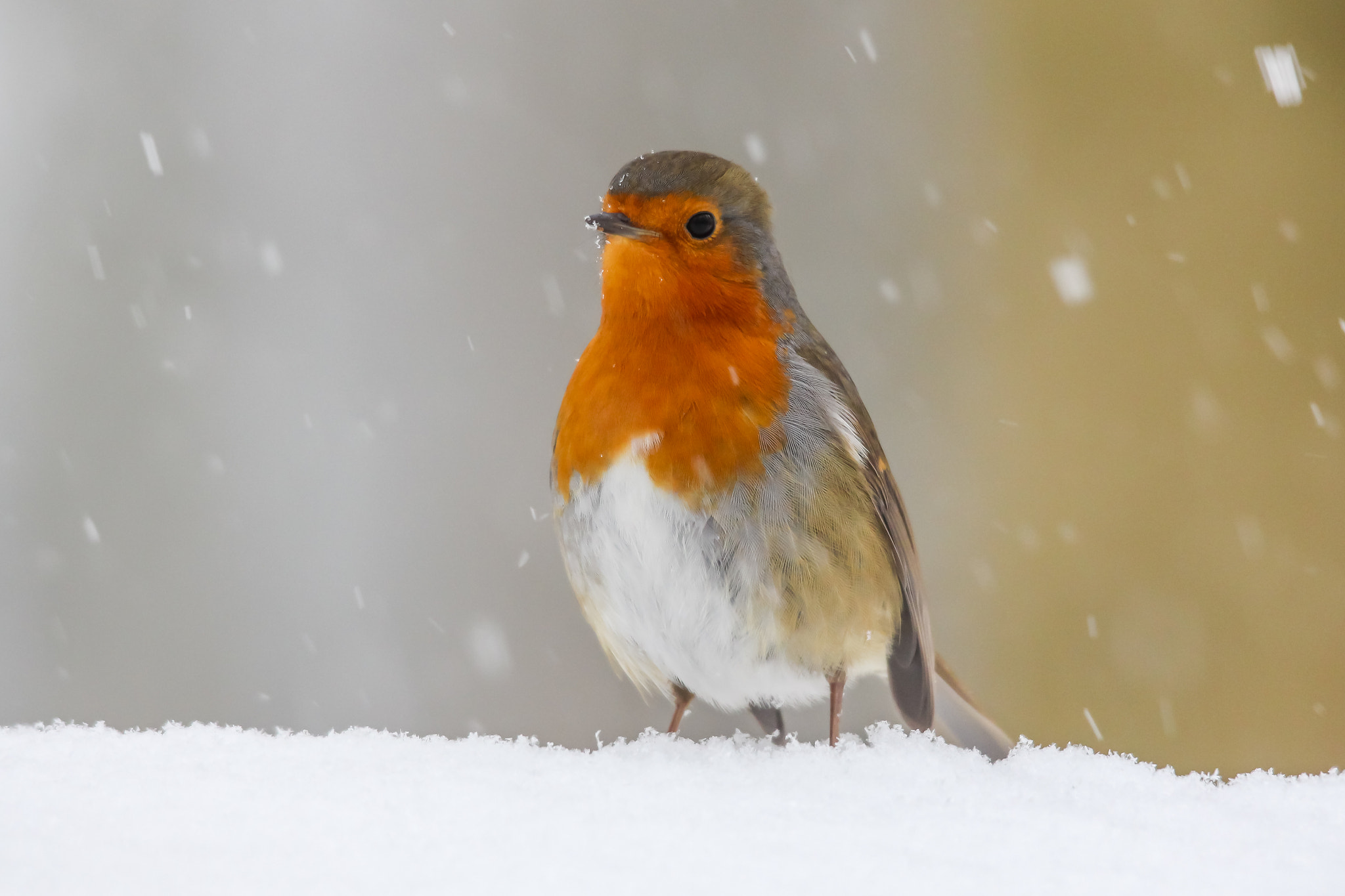 Close-up of an European robin bird in the snow