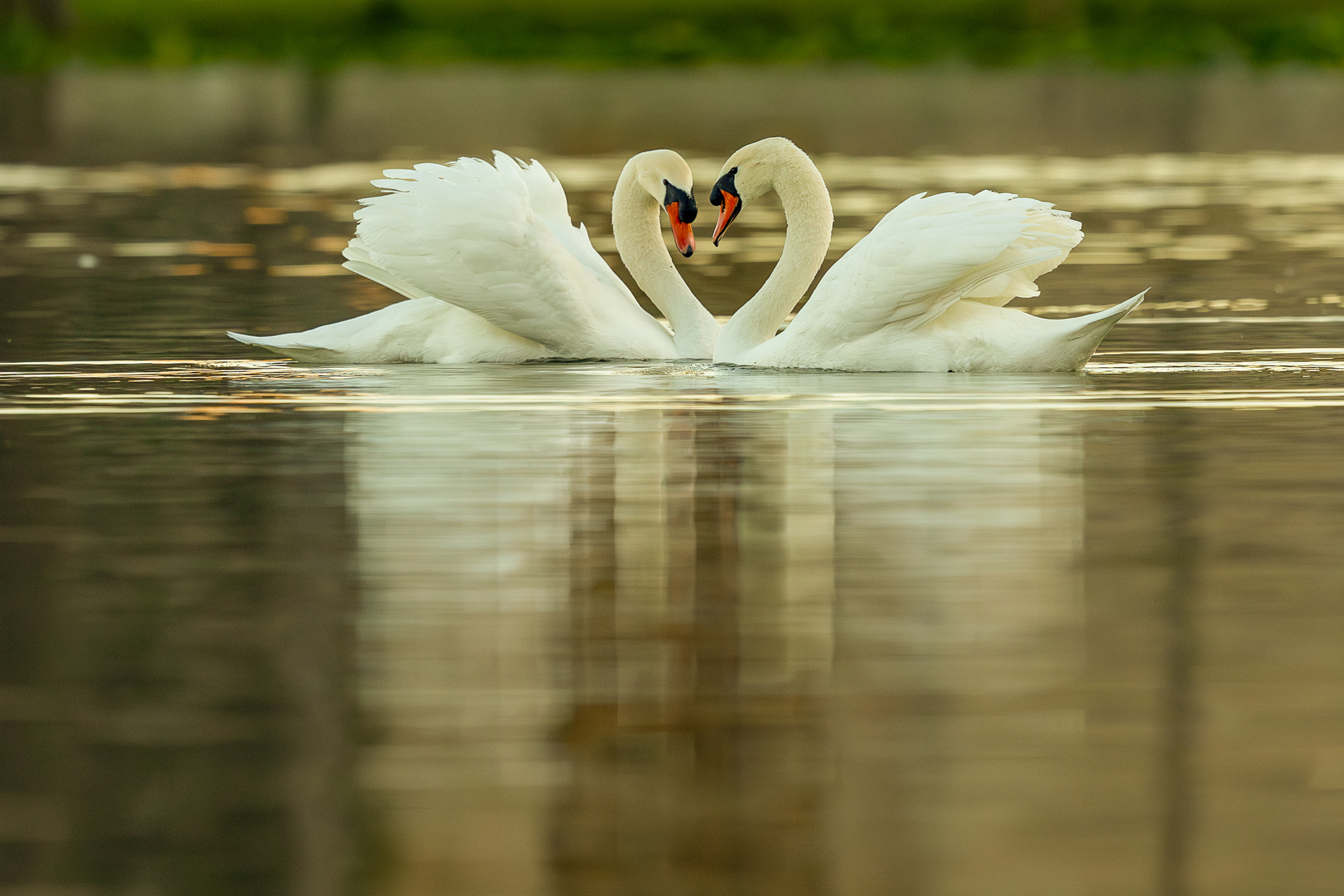 Swan love