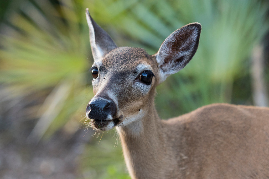 Doe Eyes by Dennis Bernhard on 500px.com