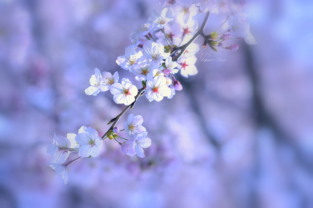 Greeting of spring～Sweet aroma　 by Lafugue Logos on 500px.com