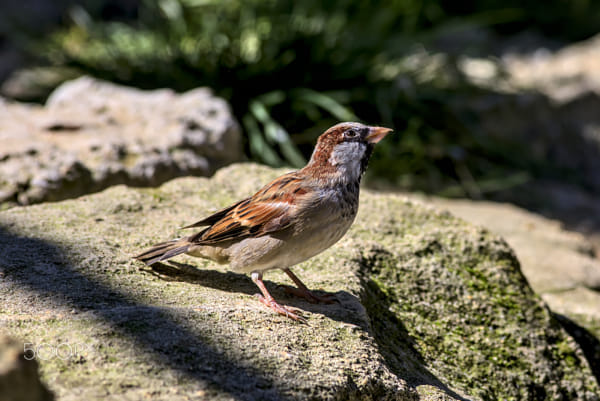Birds of Vienna - House sparrow (Haussperling) by Johannes Mayer on 500px.com