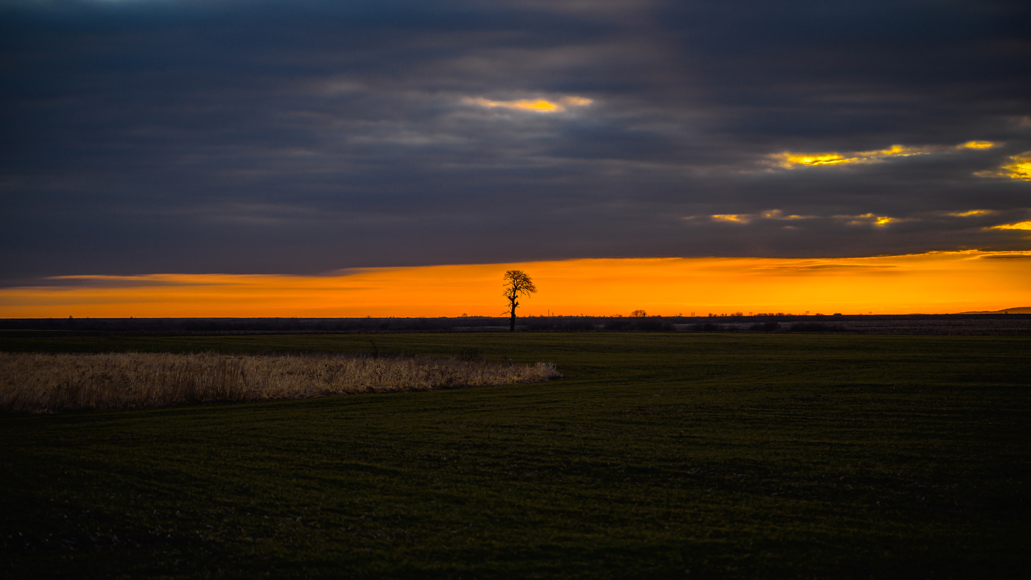 Lonely tree greets the sunrise by Milen Mladenov on 500px.com