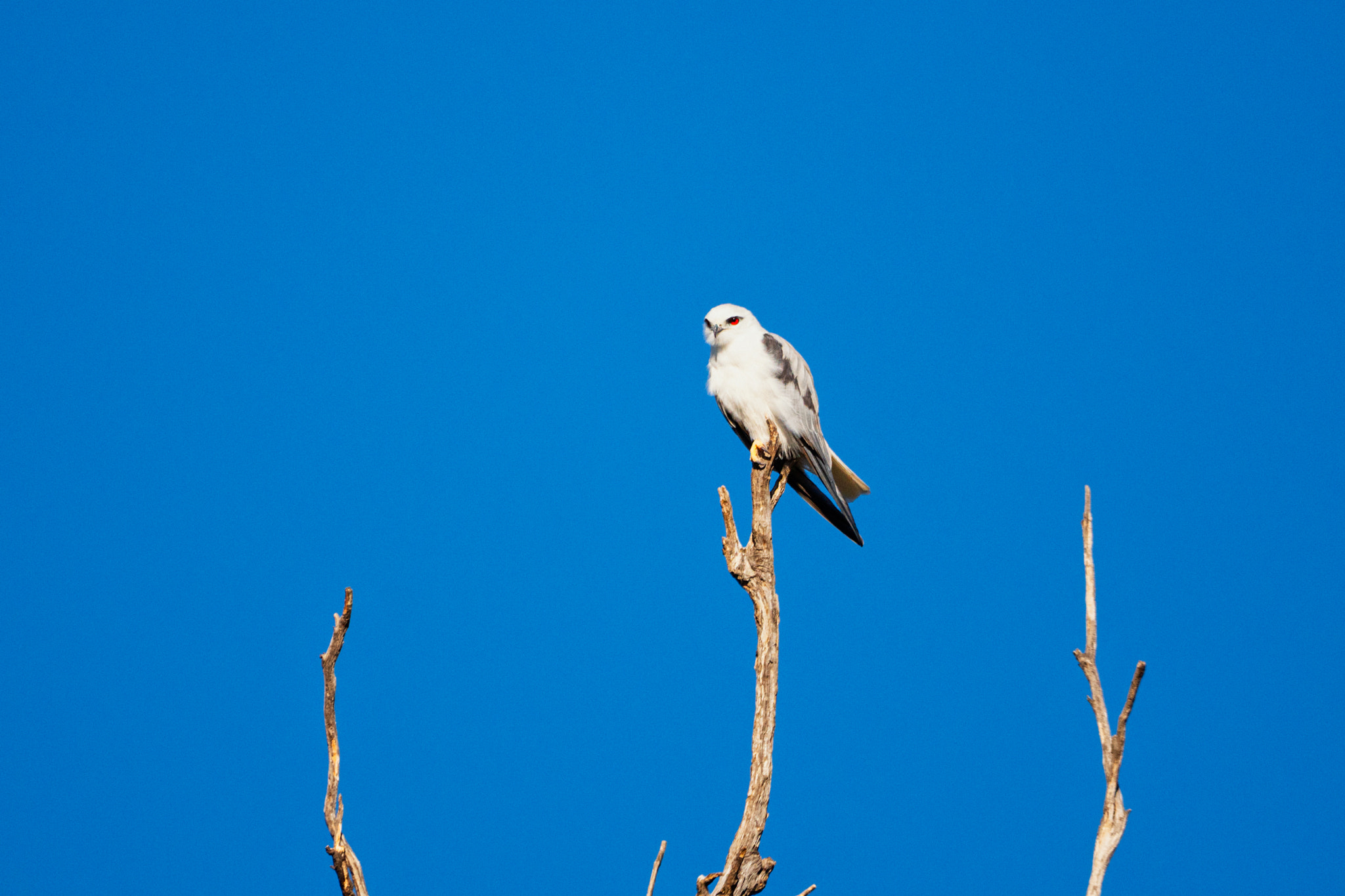 Black Shouldered Kite by Paul Amyes on 500px.com
