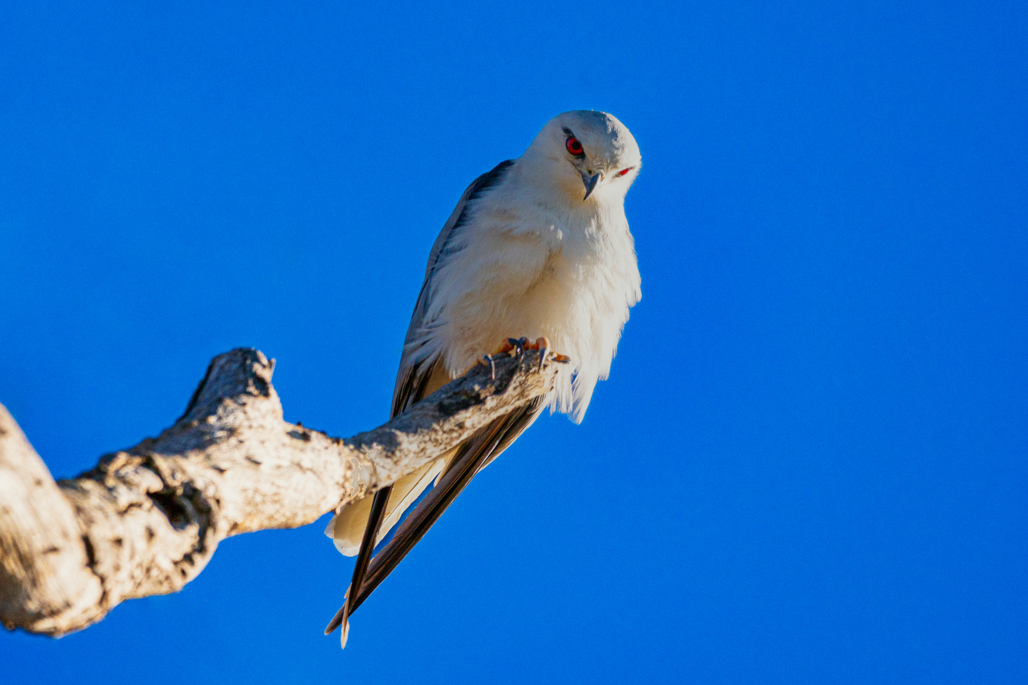 Black Shouldered Kite by Paul Amyes on 500px.com