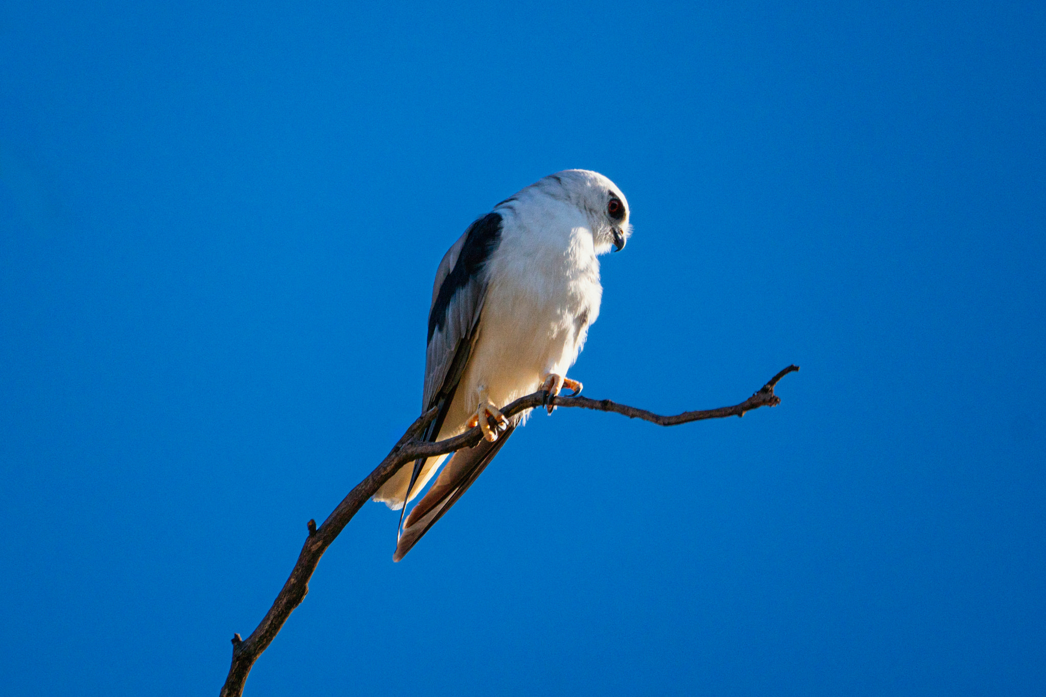Black Shouldered Kite by Paul Amyes on 500px.com