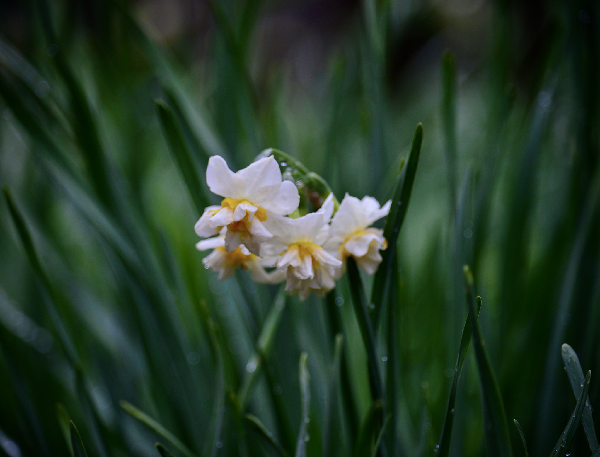 The daffodils