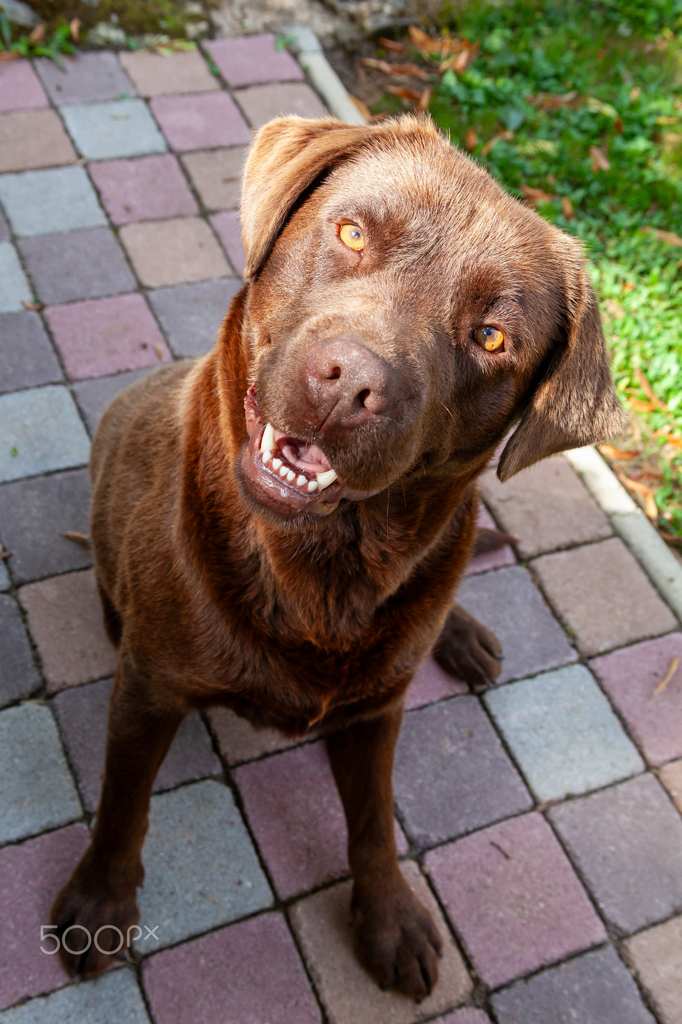 Portrait of a dog sitting looking at the camera