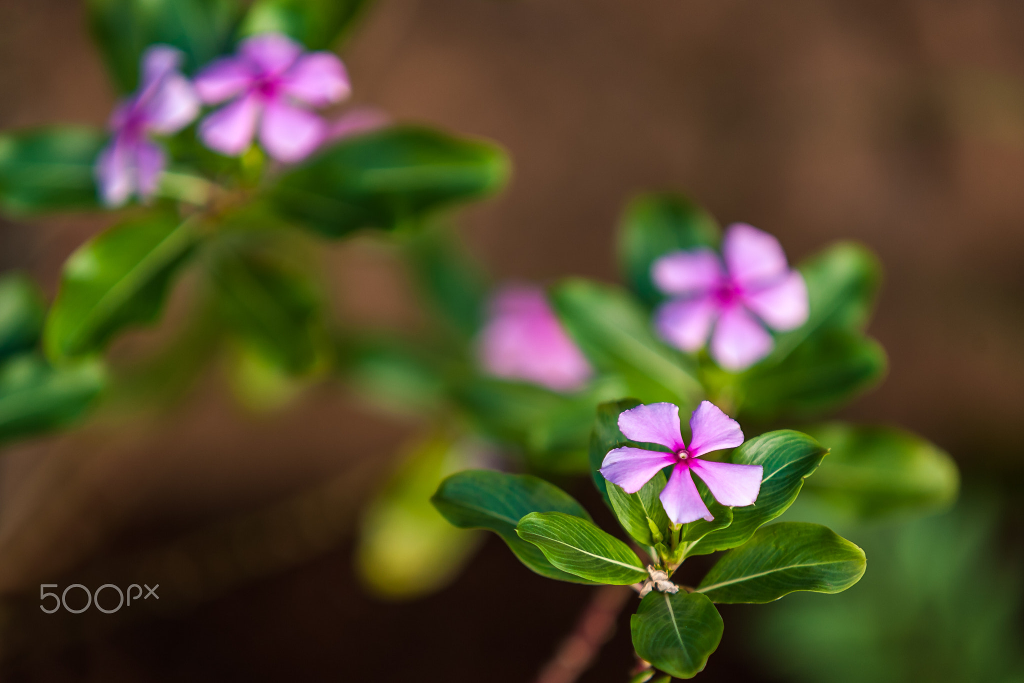 Madagascar periwinkle