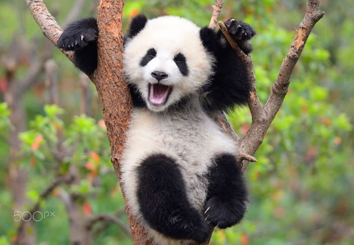 3970ec261740b4e948513023bdb28831b602a45b.jpg: a panda climbing a tree