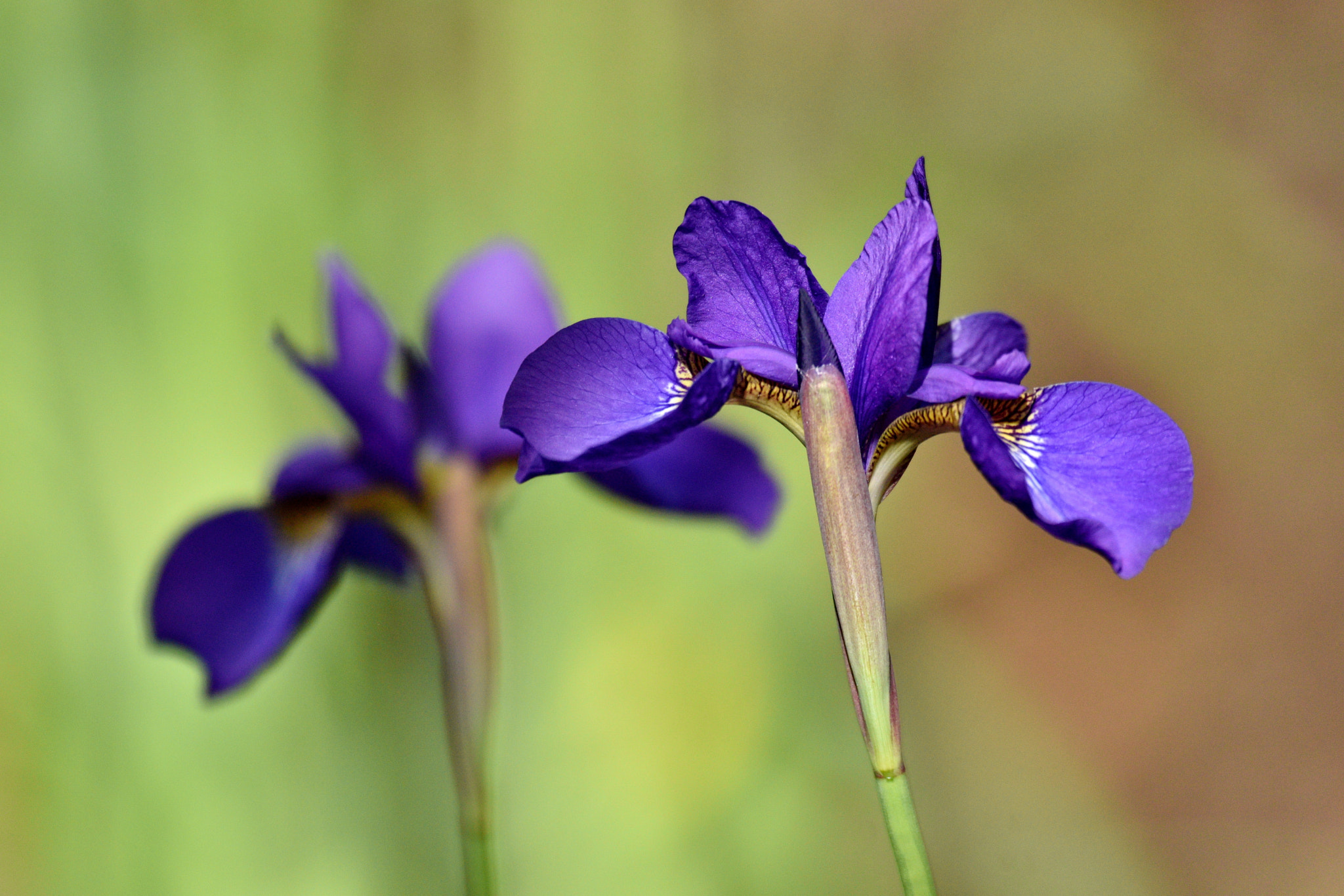 Nikon Nikkor AF-S 300mm F4E PF ED VR sample photo. Rabbitear iris　bloom photography