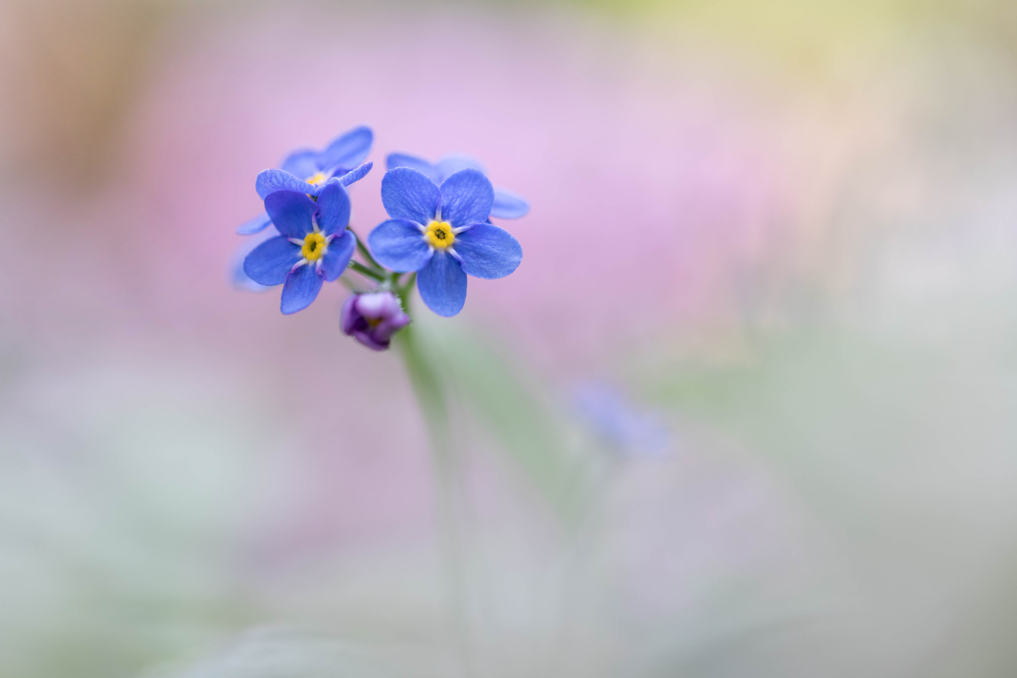 forget-me-not