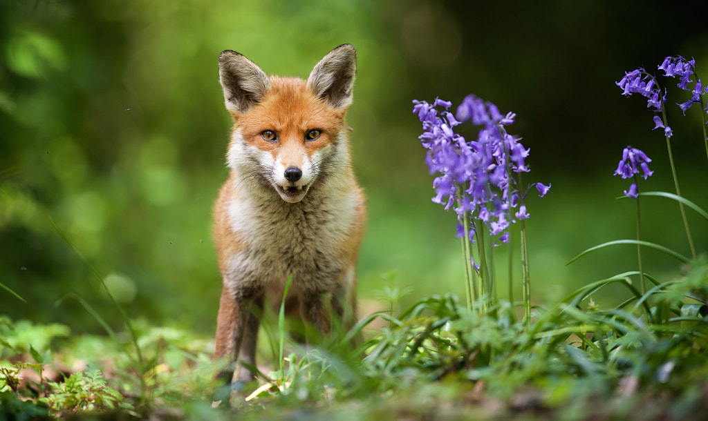 say cheese! by Mark Bridger on 500px.com