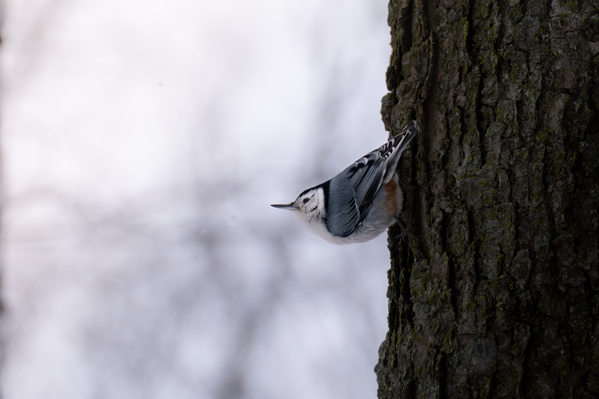 White-Breasted Nuthatch