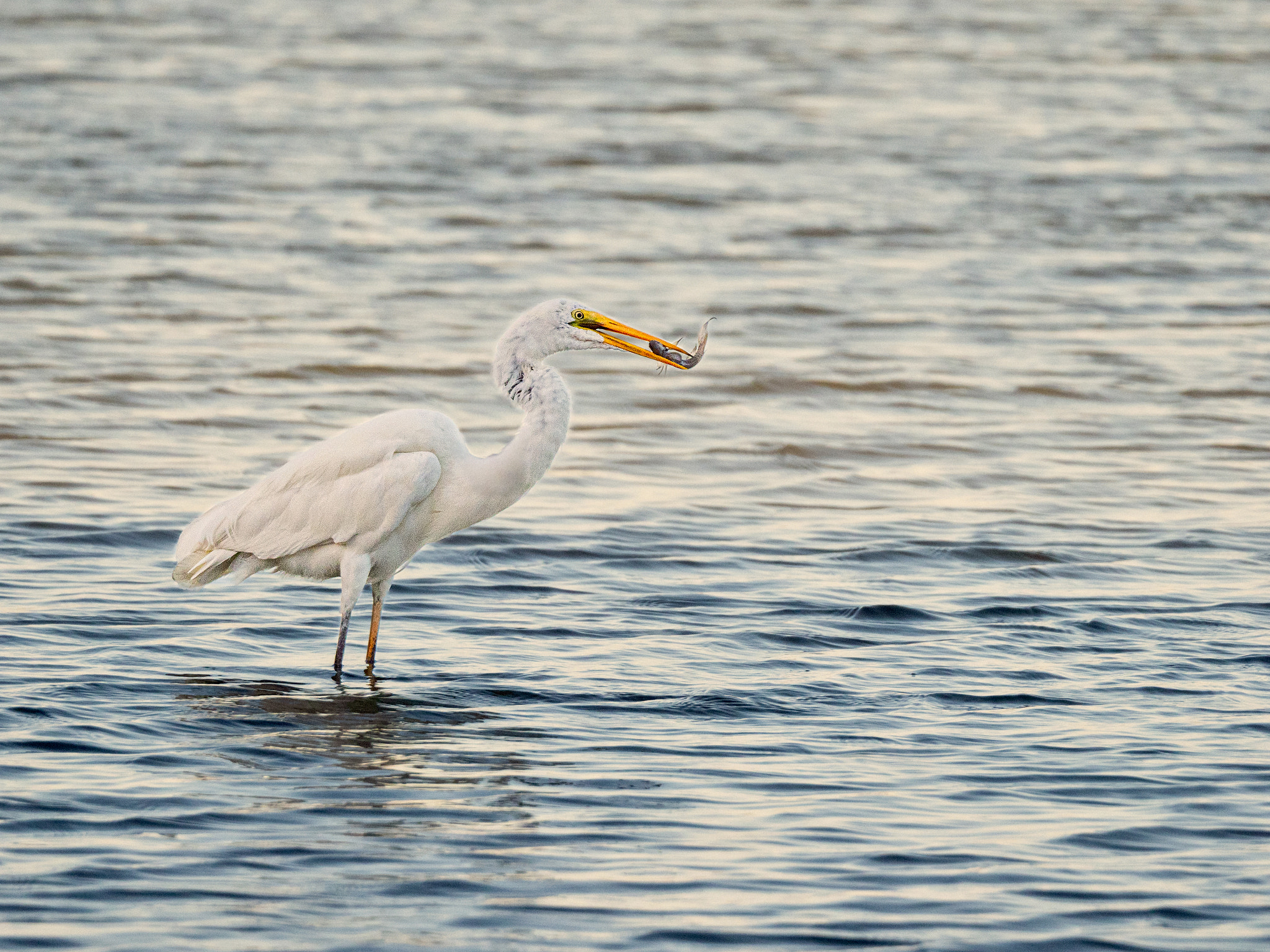 Great Egret by Paul Amyes on 500px.com