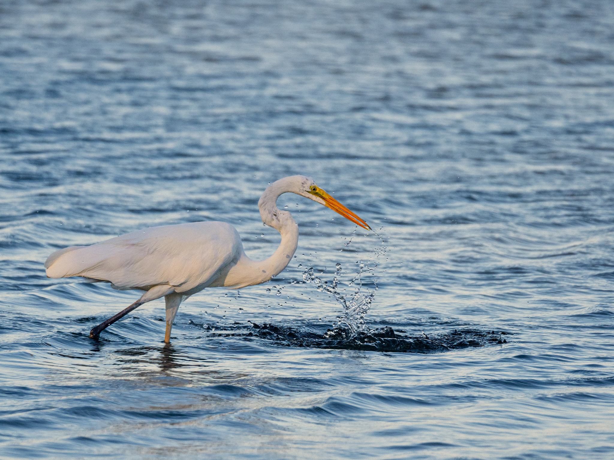 Great Egret by Paul Amyes on 500px.com
