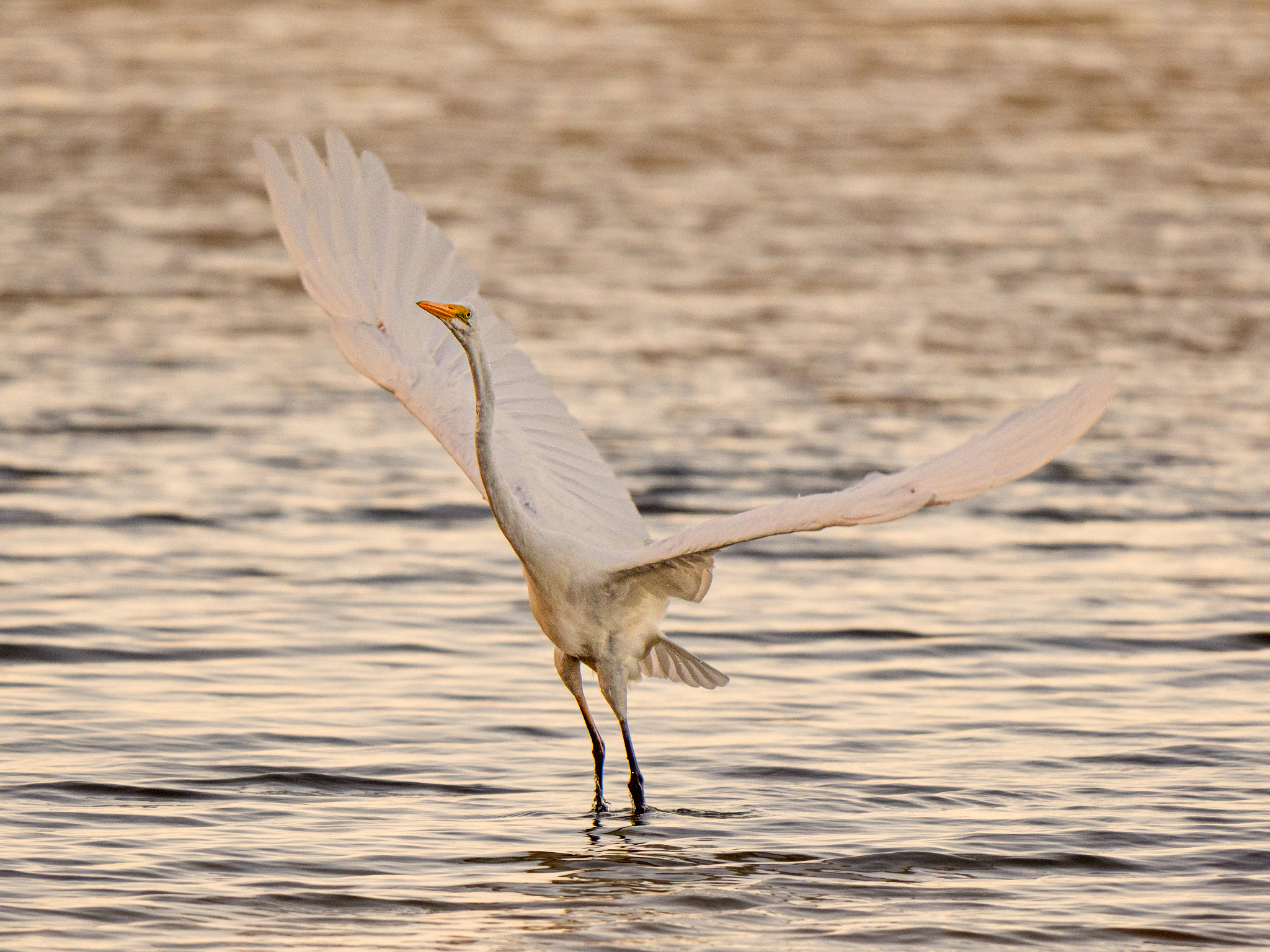 Great Egret by Paul Amyes on 500px.com